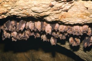 Grupos de murciélagos dormidos en la cueva.