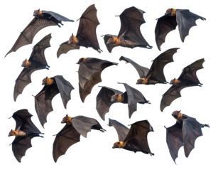Murciélagos voladores aislados sobre fondo blanco