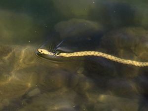 Dice serpiente nadando en el río Danubio