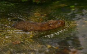 Ratón de campo está nadando en el río