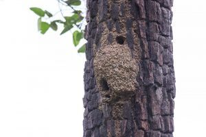 Nido de termitas en el árbol