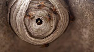 nido de abejas con un montón de abejas