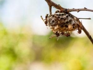 nido de avispas en el árbol.