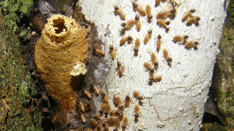 Nido de termitas en el árbol