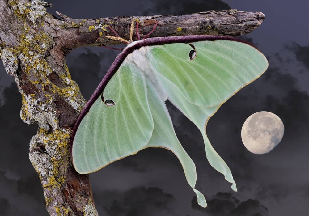 oruga luna polilla en la naturaleza