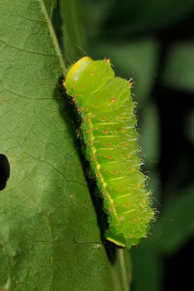 oruga luna polilla en la naturaleza