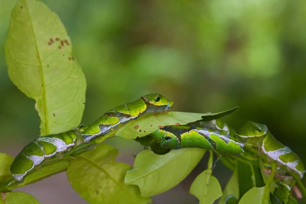 oruga luna polilla en la naturaleza