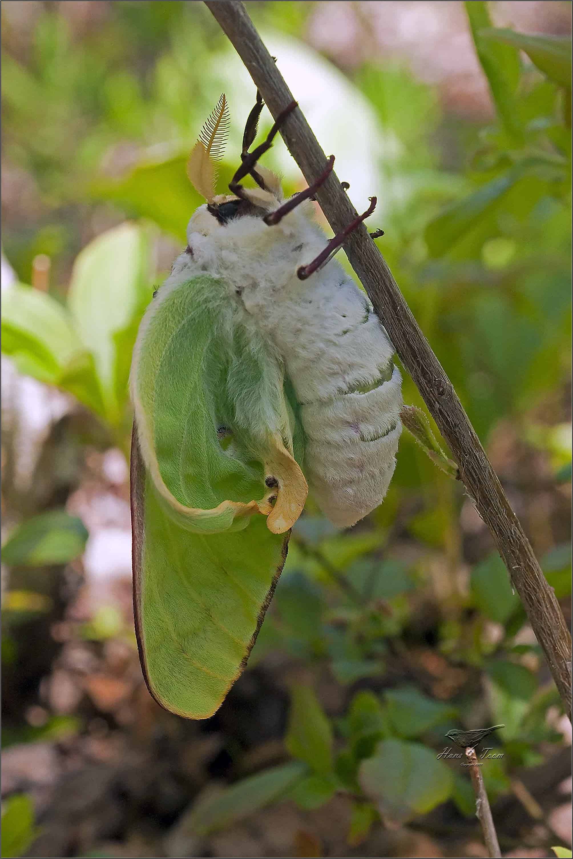 oruga luna polilla en la naturaleza