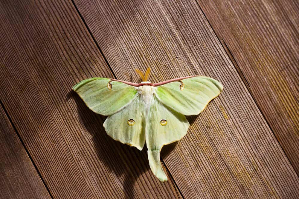 oruga luna polilla en la naturaleza