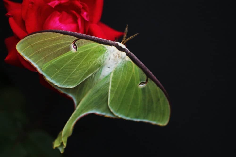 oruga luna polilla en la naturaleza