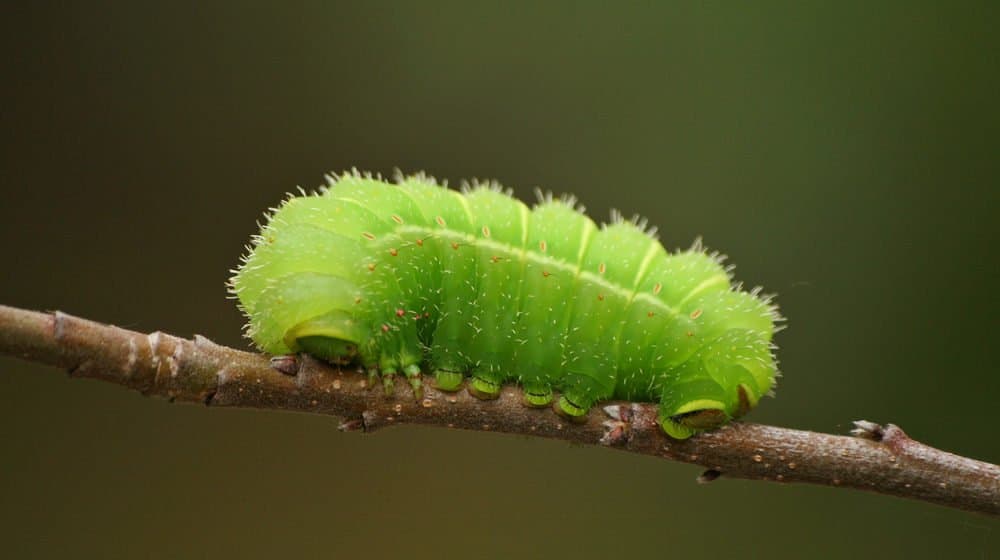 oruga luna polilla en la naturaleza