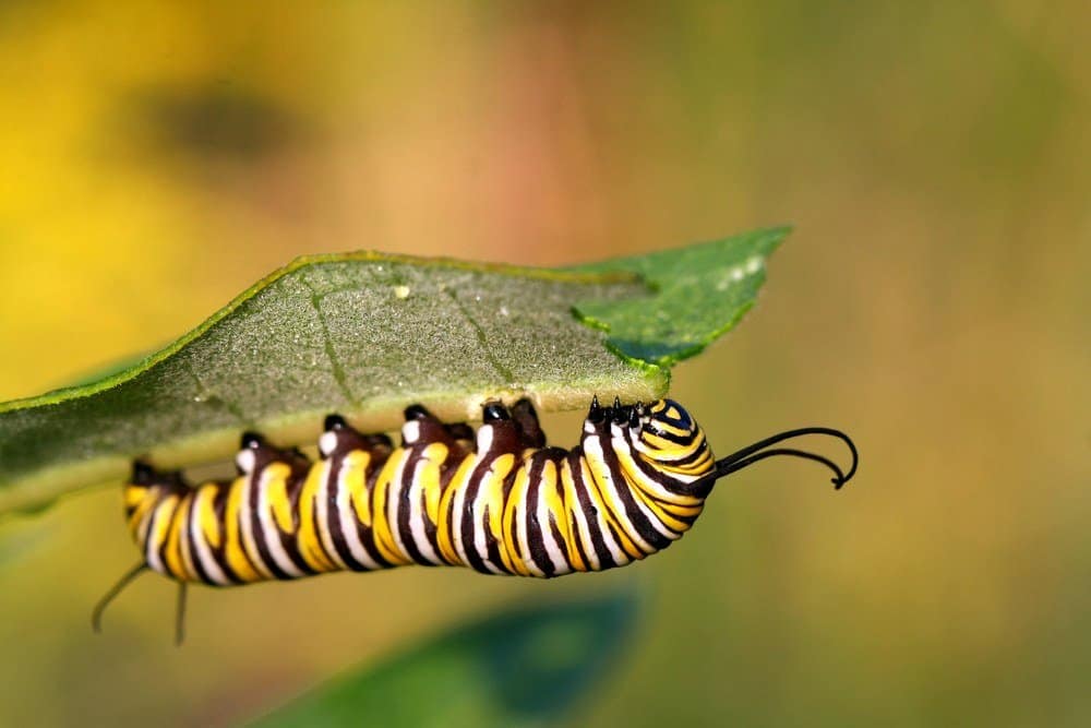 oruga mariposa monarca