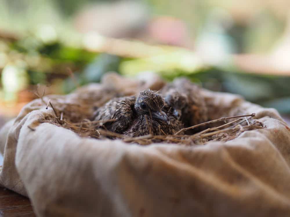 Un bebé recién nacido paloma en un nido