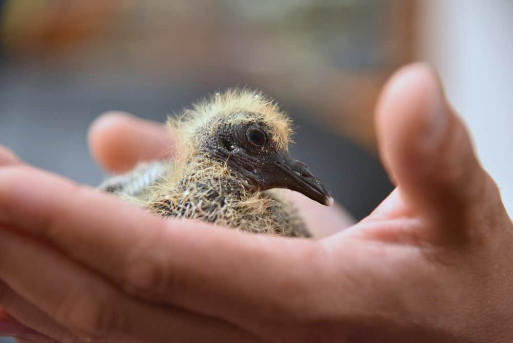 Lo que Necesitas Saber sobre la Paloma y más Específicamente sobre los Palomas de Bebé