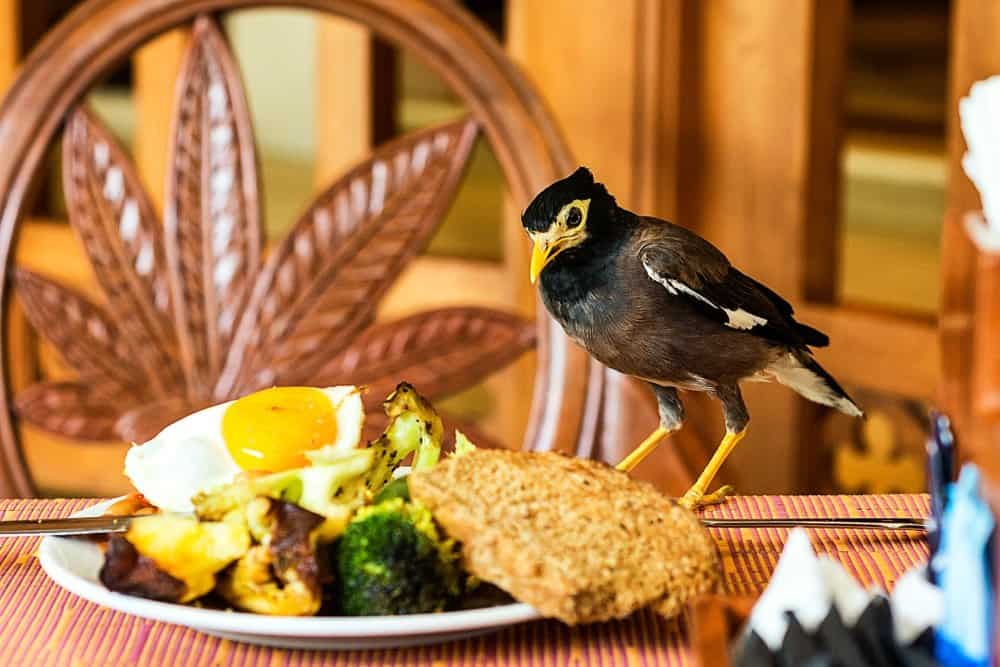 Un pájaro está tumbado en la mesa y mirando la comida