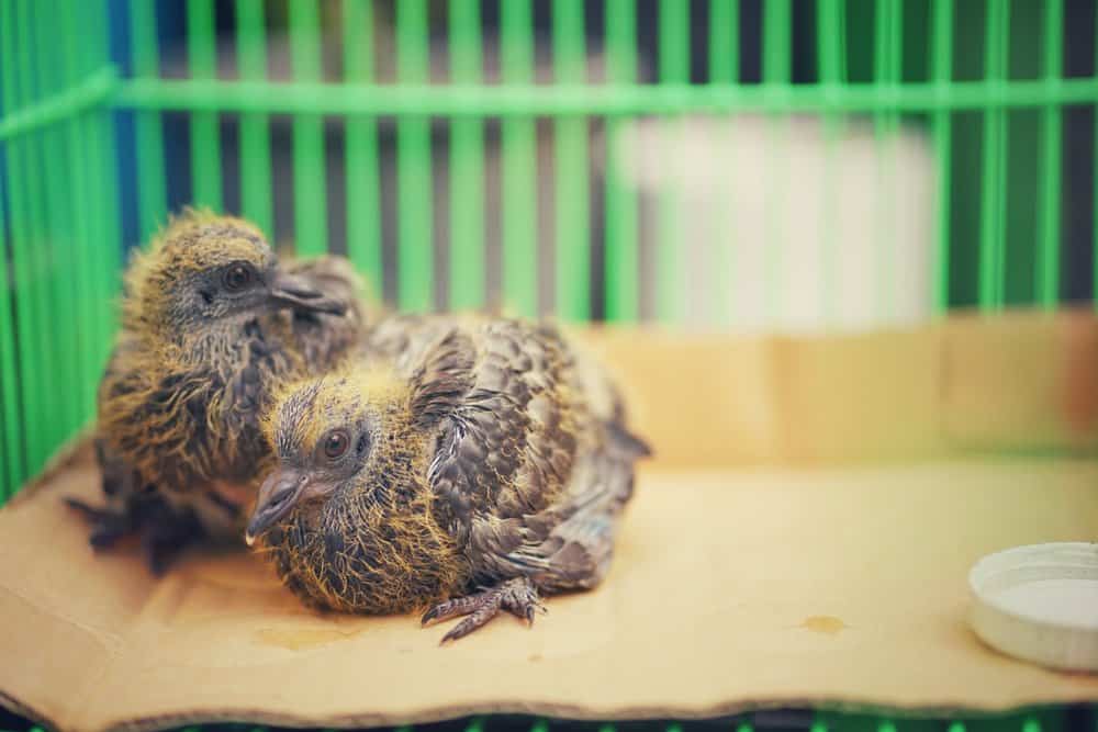 Dos palomas de bebé en la jaula