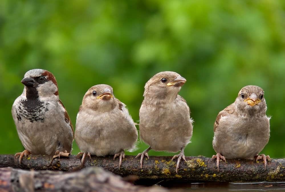 Un grupo de palomas bebé