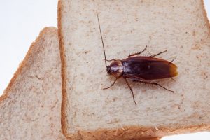 Una cucaracha está comiendo tostadas