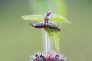 peluca de oreja en la flor