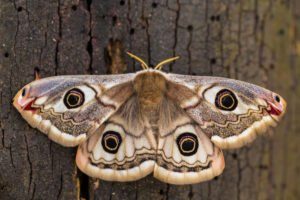 Pequeña polilla emperadora en el árbol.