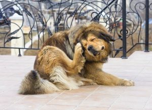 Pulgas de perro en el cuerpo del perro