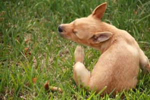 El perro está sintiendo comezón beacuasa de los piojos