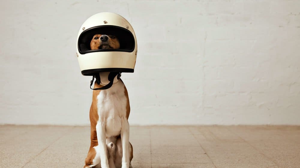 El perro lleva un sombrero de astronauta