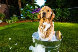 un perro en el agua.