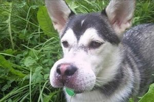 perro con nariz picada de abeja