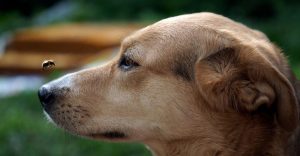 solo perro con una abeja sobre su nariz