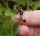 dos abejas mason en los dedos
