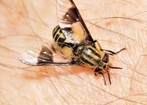 Una mosca de ciervo mordiendo el brazo del fotógrafo.