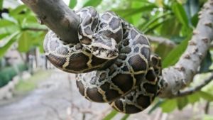 Serpiente pitón en el árbol