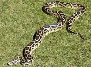 Serpiente birmana pitón tumbada en la hierba