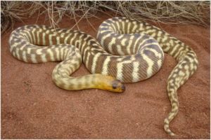 Serpiente de pitón de Woma en el desierto