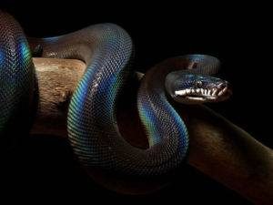 Serpiente Python de labios blancos sobre fondo oscuro