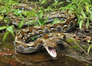 Serpiente de pitón reticulada cerca del agua