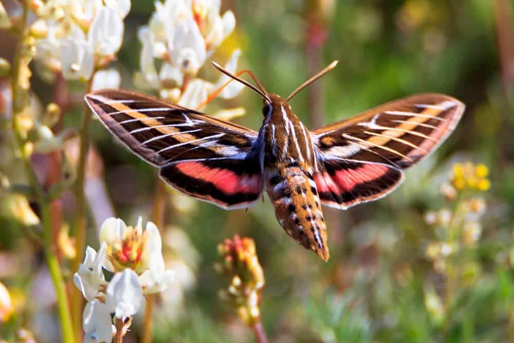 una sola polilla en la naturaleza