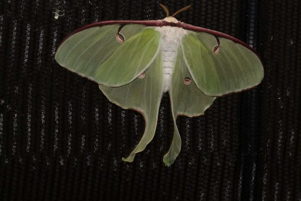 polilla en la naturaleza