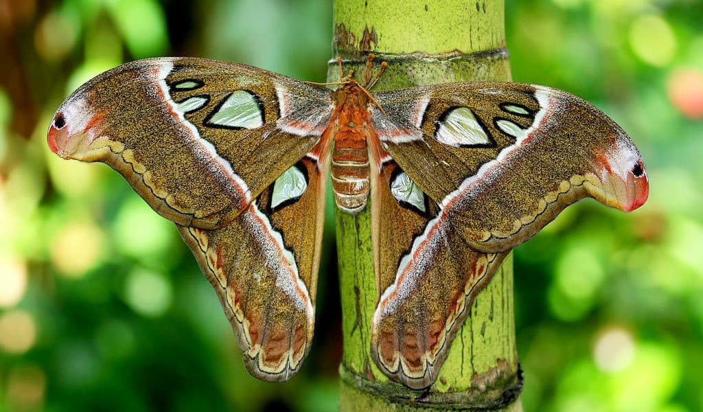 polilla en la naturaleza