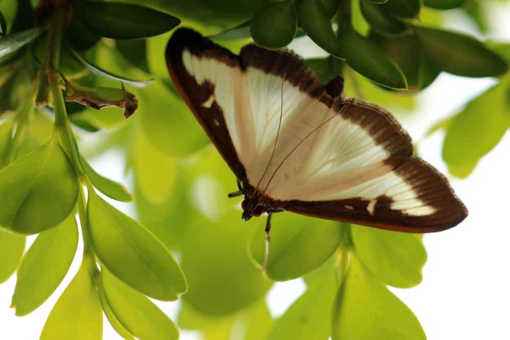 una sola polilla en la naturaleza