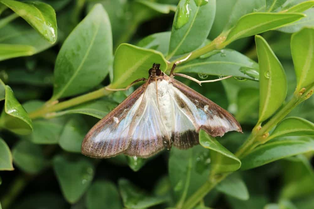 una sola polilla en la naturaleza