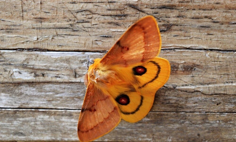 una sola polilla en la naturaleza