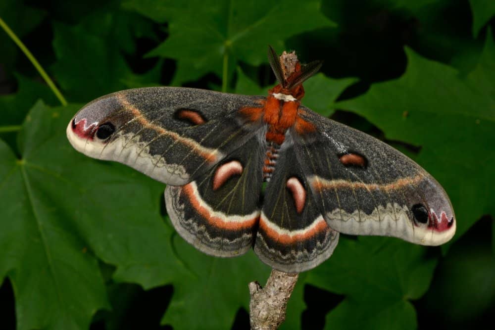 polilla adulta en la naturaleza