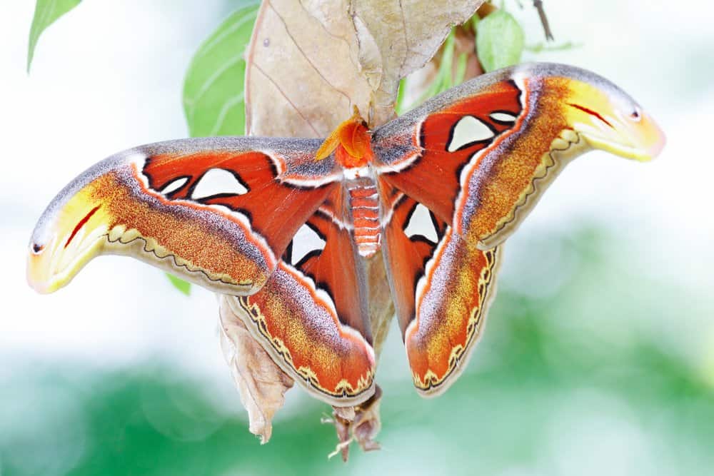 polilla adulta en la naturaleza