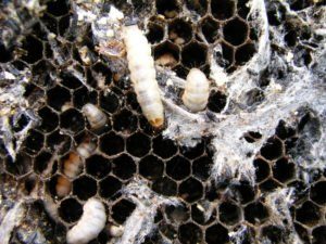 Cera larvas de polilla en un nido de abejas infectado. 