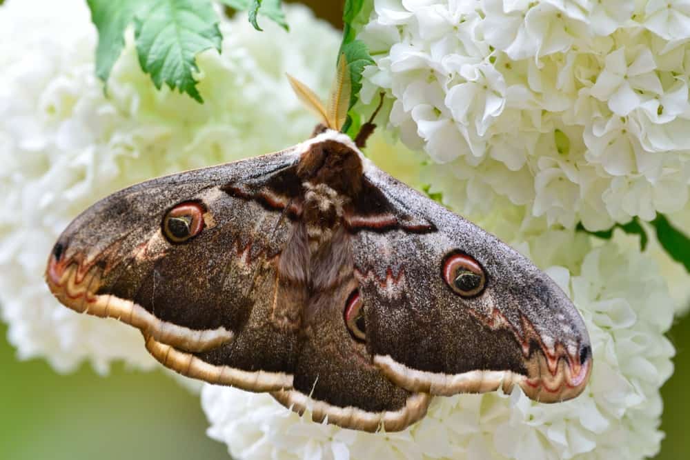 polilla en la naturaleza