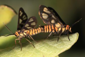 Las polillas de tigre se aparean en una hoja.