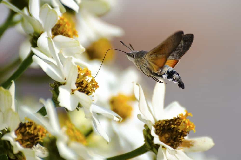 una sola polilla en la naturaleza