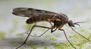 Mosquitos: 27 Hechos Rápidos, 5 Tipos Comunes y Problemas de el Mosquito